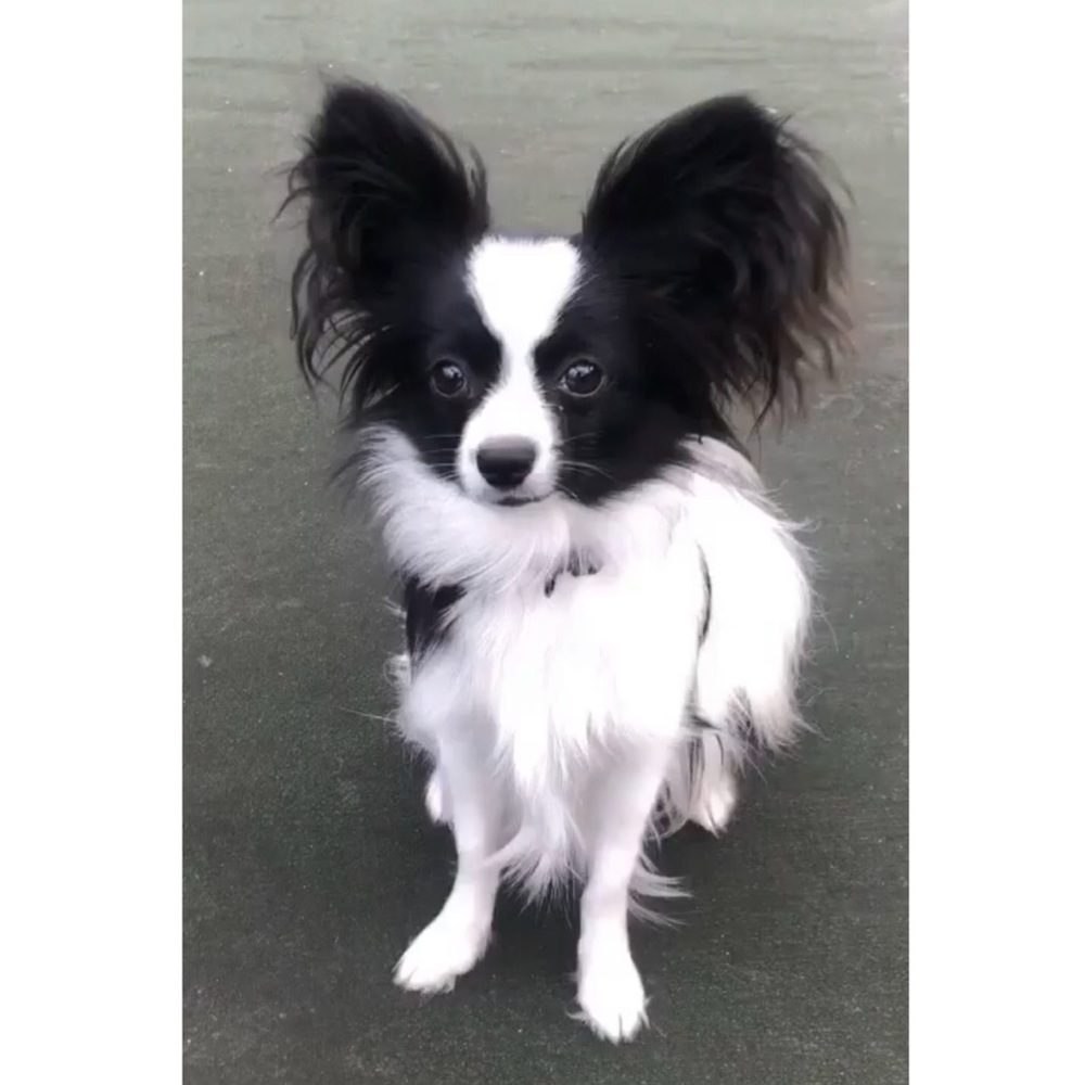 Meet your Posher, Donna